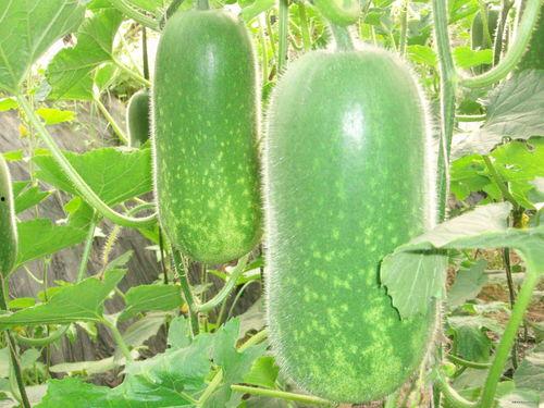 网红蔡二哥吃瓜图片大全,网红美食大揭秘